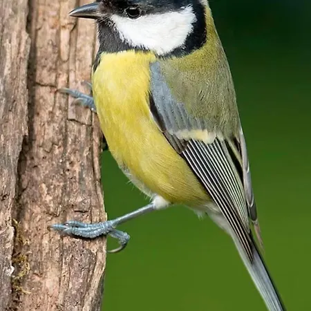 La Cinciallegra - Locazione Turistica * Le Marmore