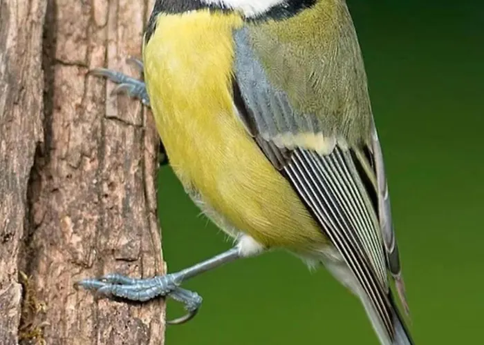 La Cinciallegra - Locazione Turistica * Le Marmore